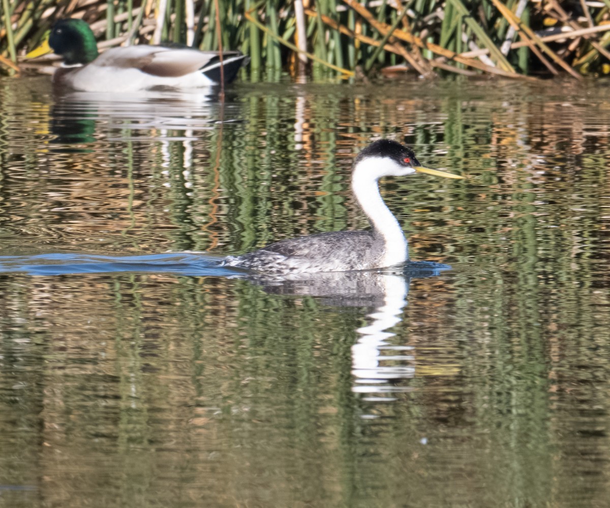 svanedykker - ML644287247