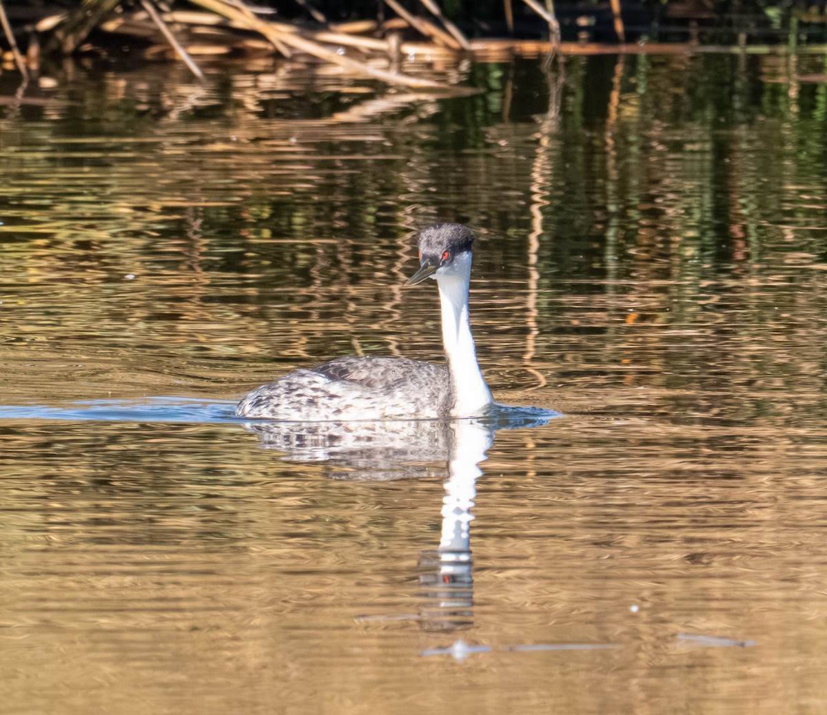 svanedykker - ML644287248