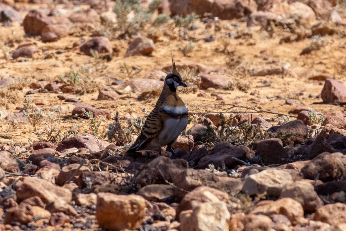 spirdue - ML644287249