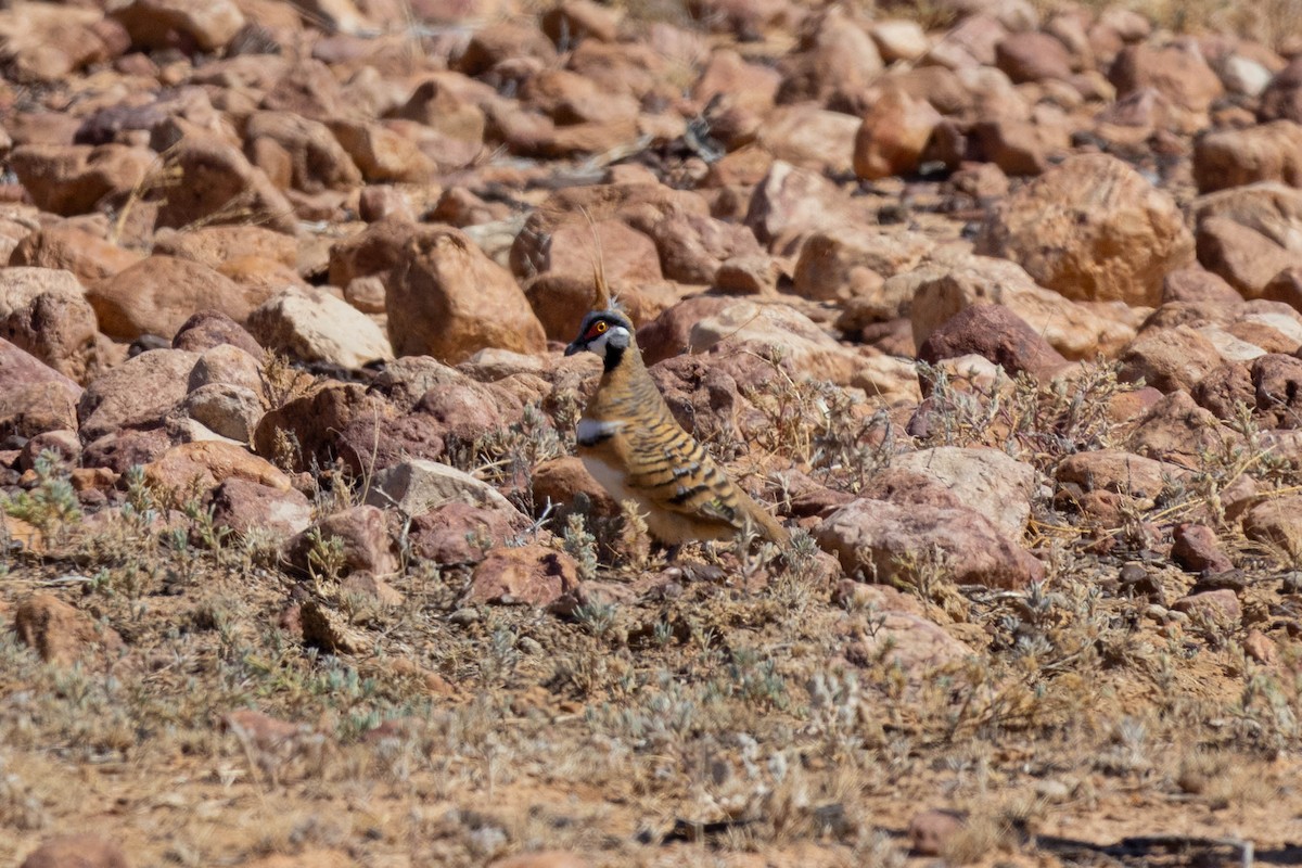 spirdue - ML644287250