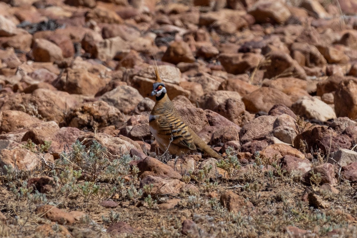 spirdue - ML644287252