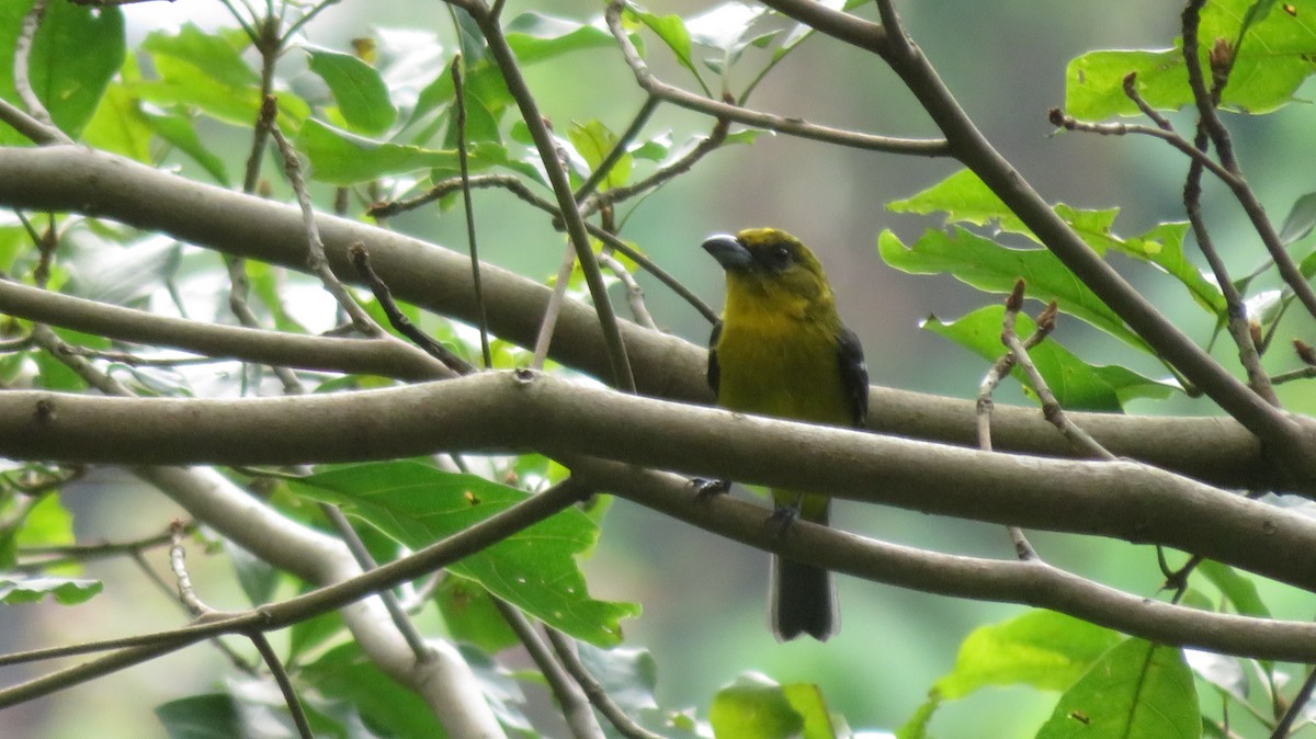 båndpiranga - ML644287254