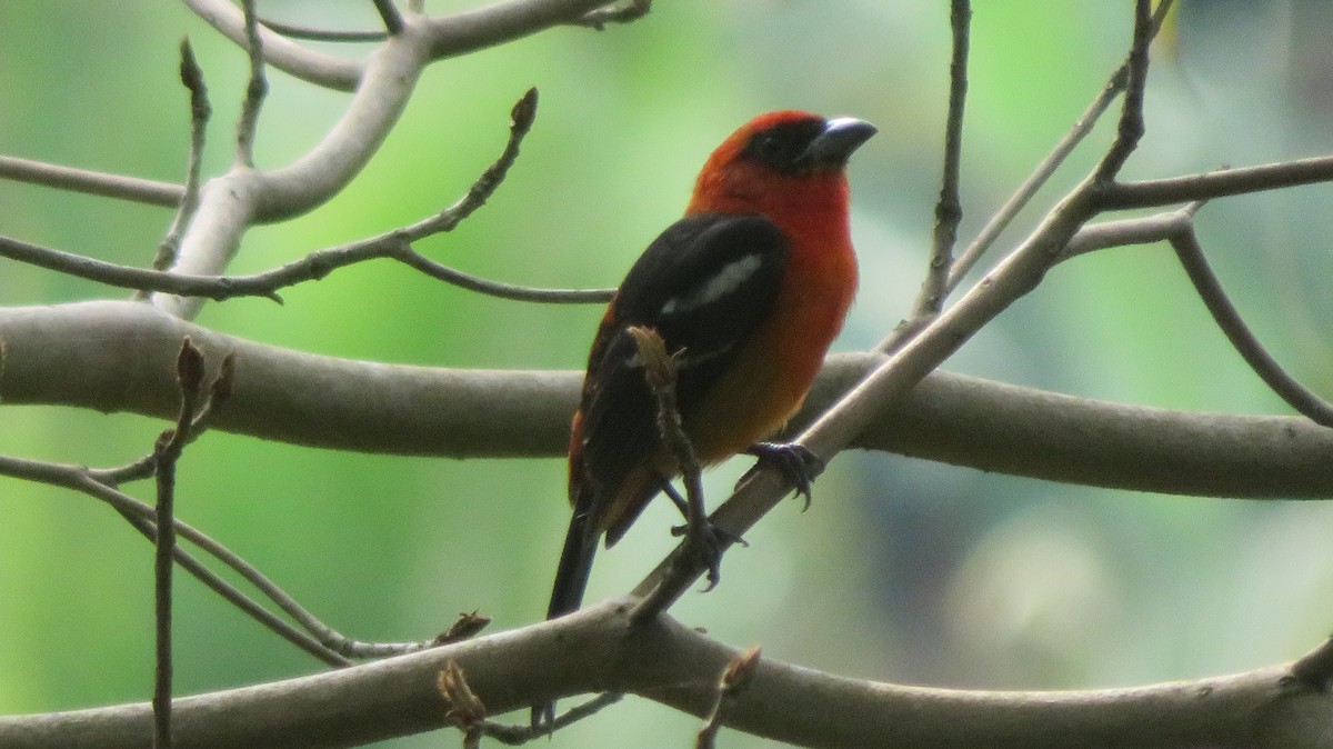 båndpiranga - ML644287255