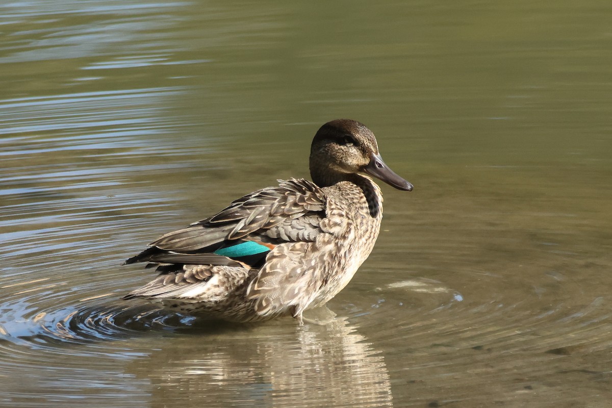 krikkand - ML644287257