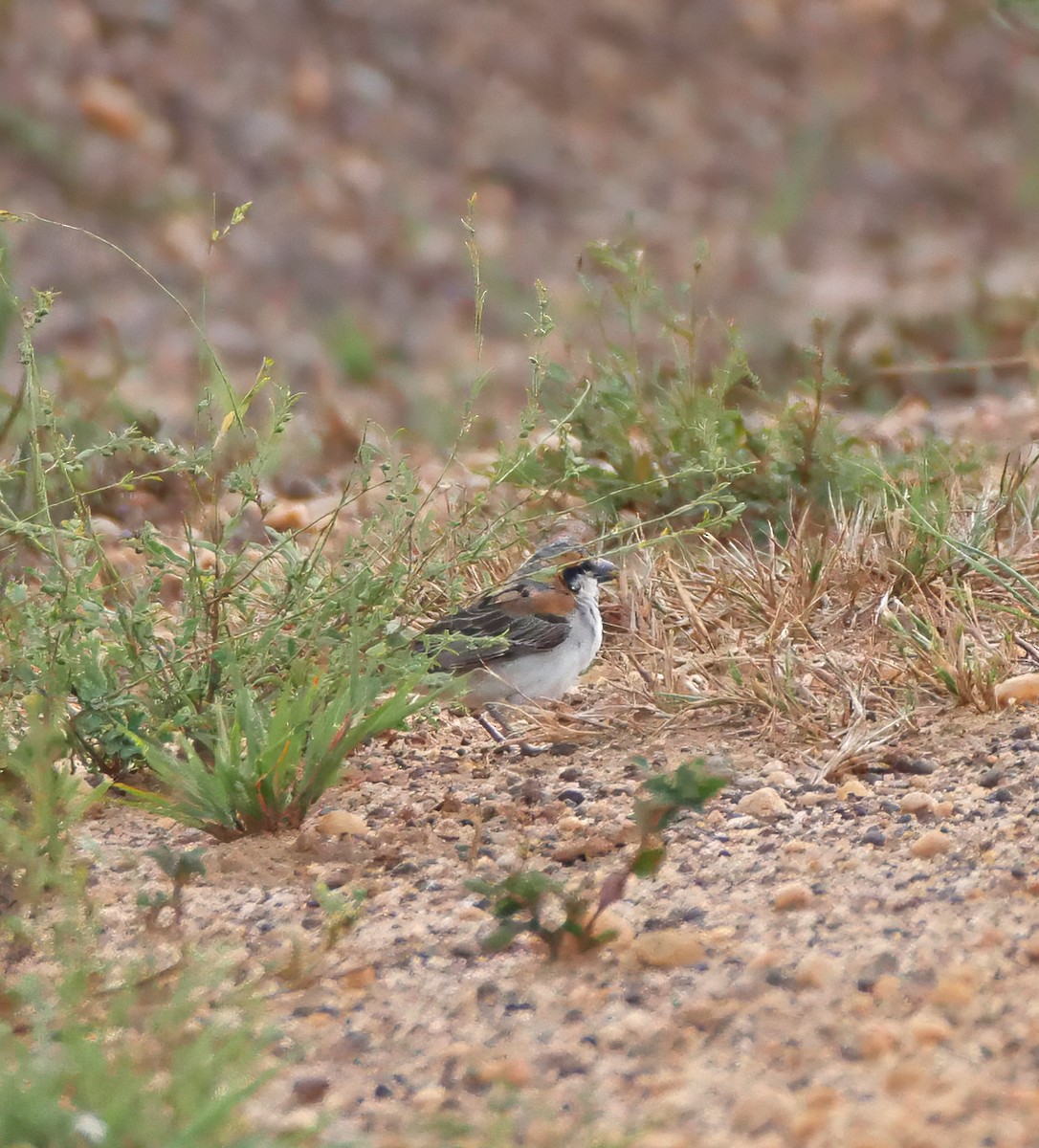 savannespurv - ML644287258