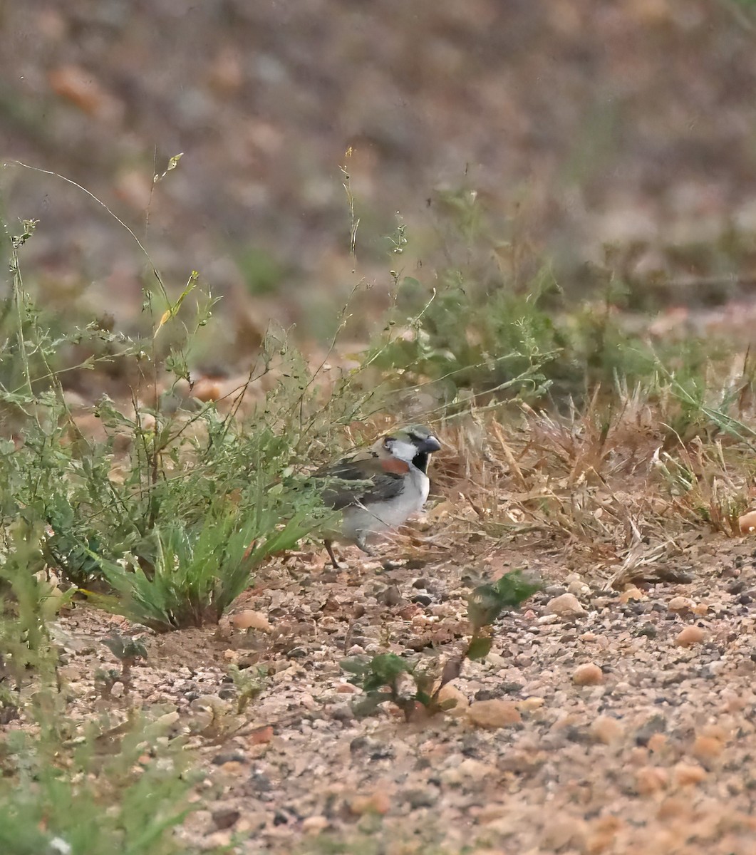 savannespurv - ML644287259