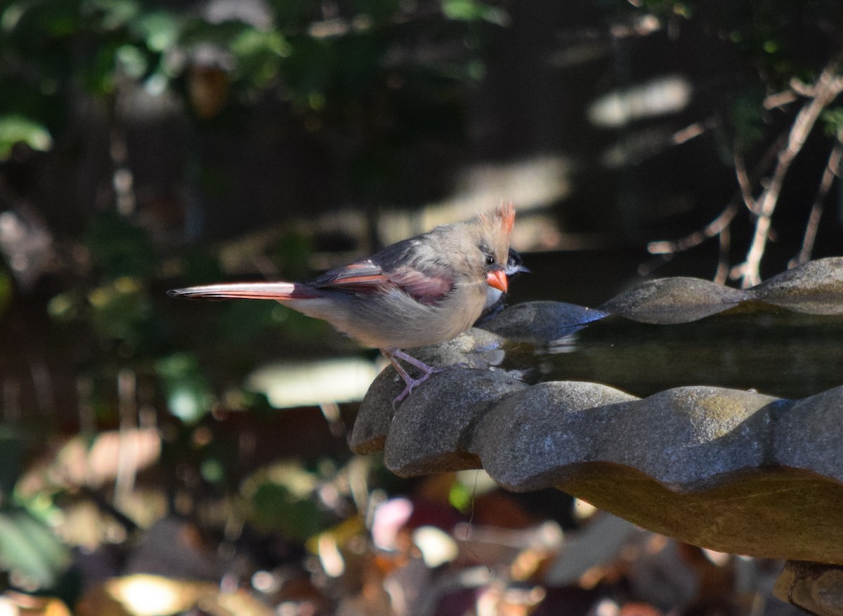 rødkardinal - ML644287263