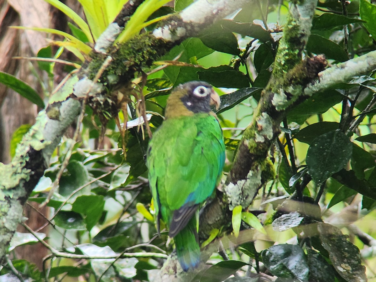 Brown-hooded Parrot - ML644287264