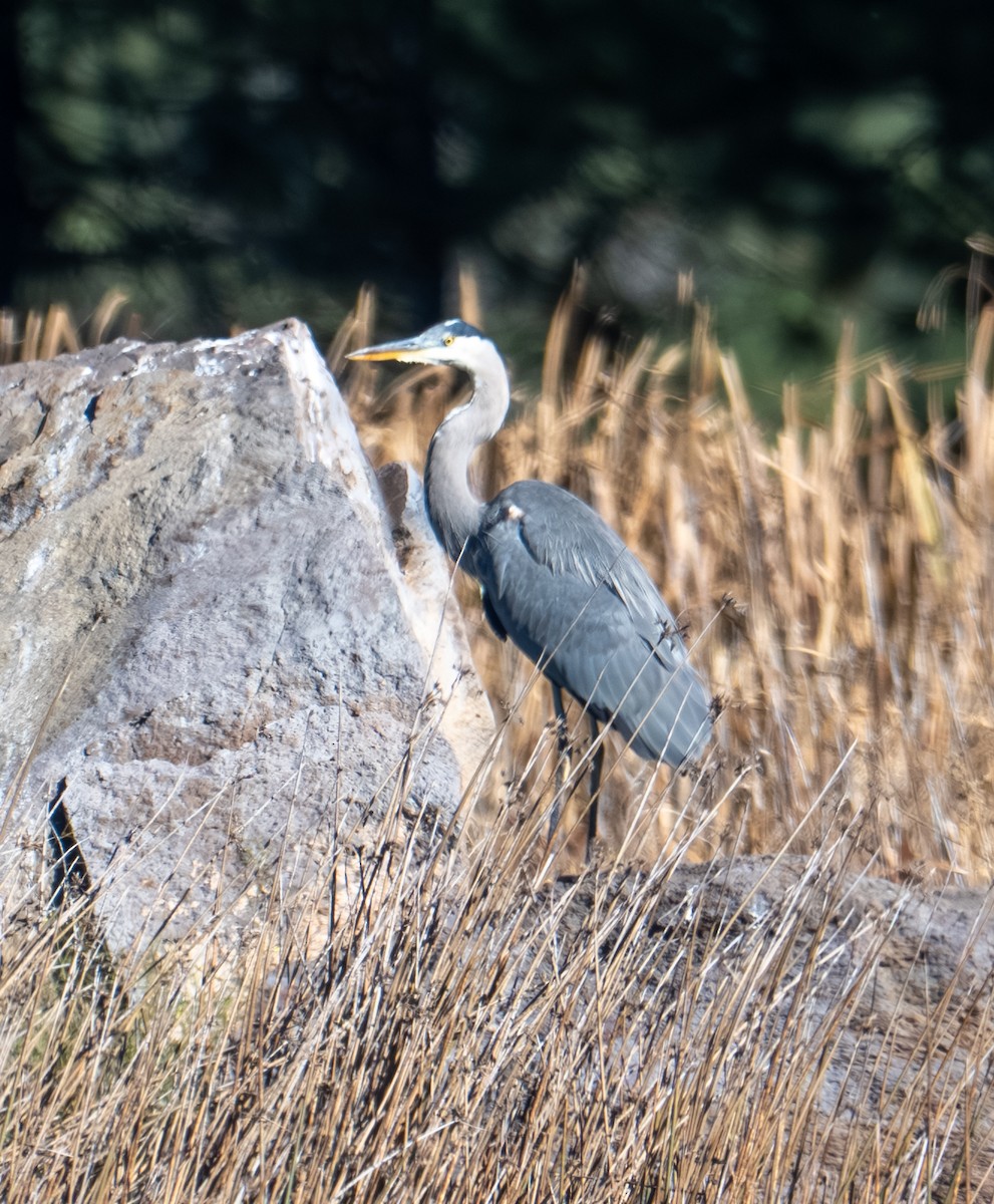 herodiashegre - ML644287265