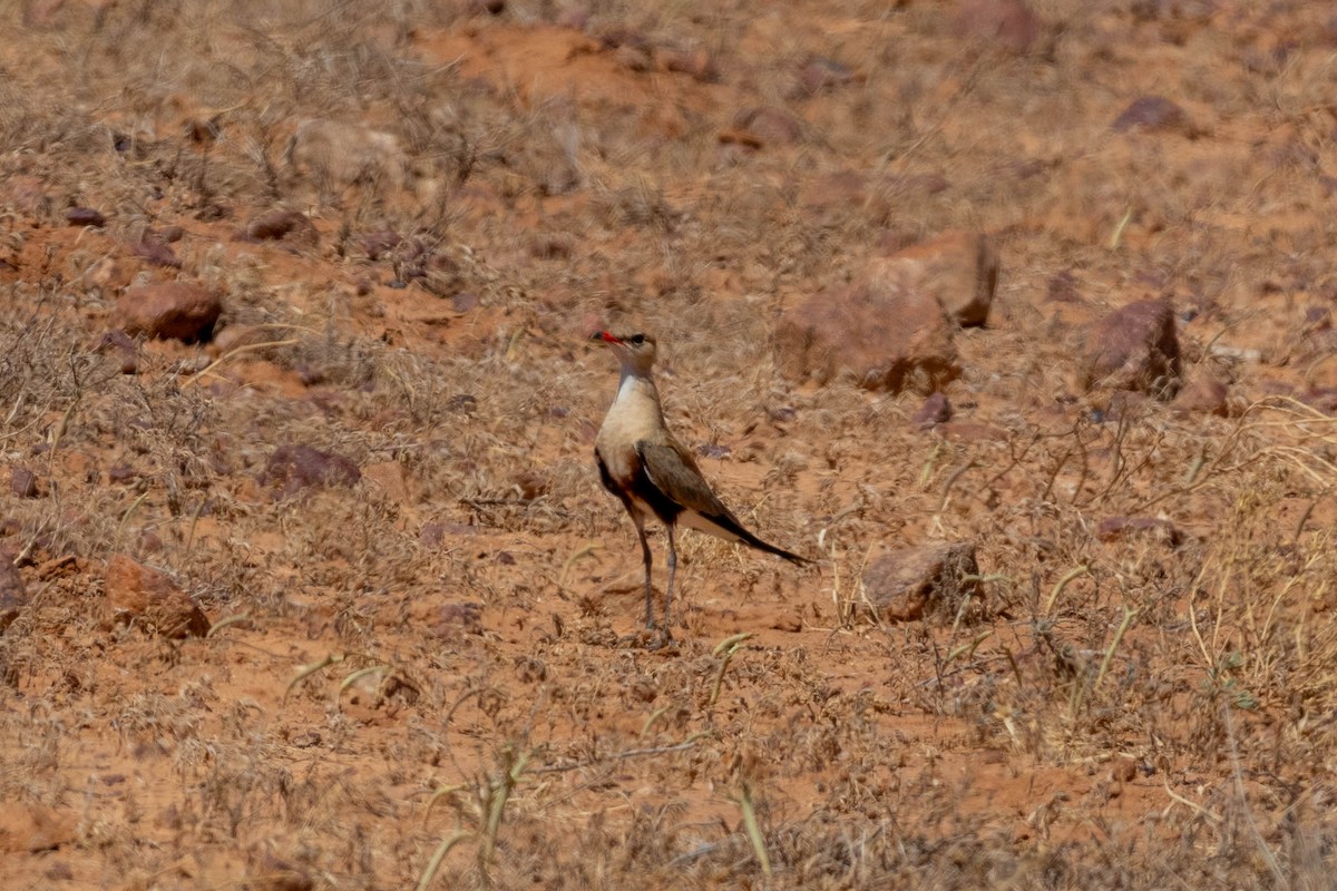 isabellabrakksvale - ML644287267