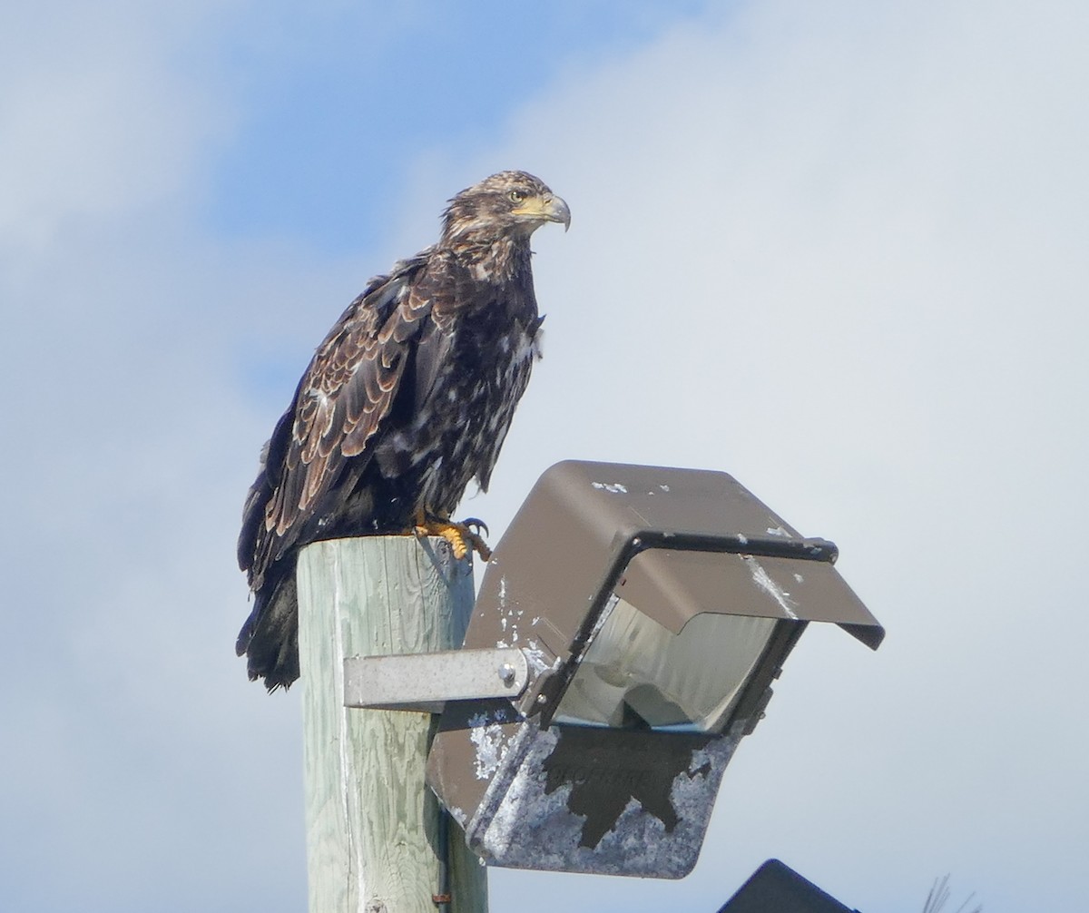 hvithodehavørn - ML644287272