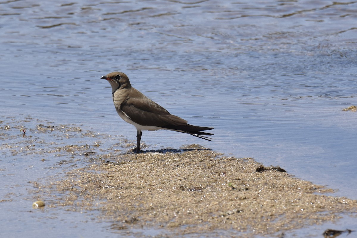 brakksvale - ML644287273