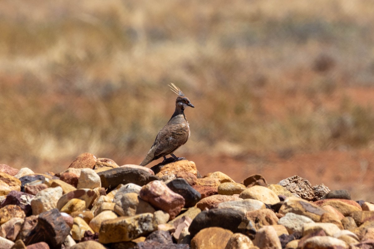 Rotschopftaube - ML644287274