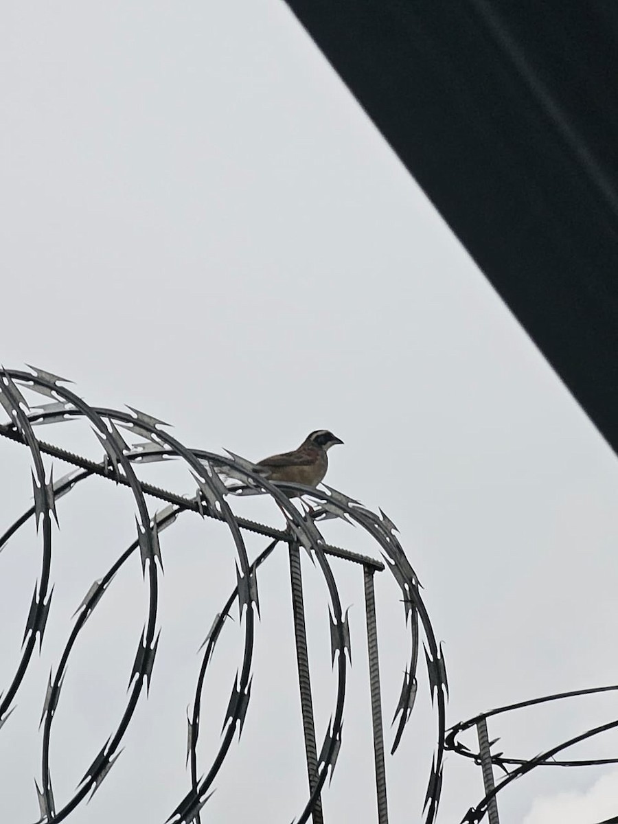 Чінголо широкобровий - ML644287275