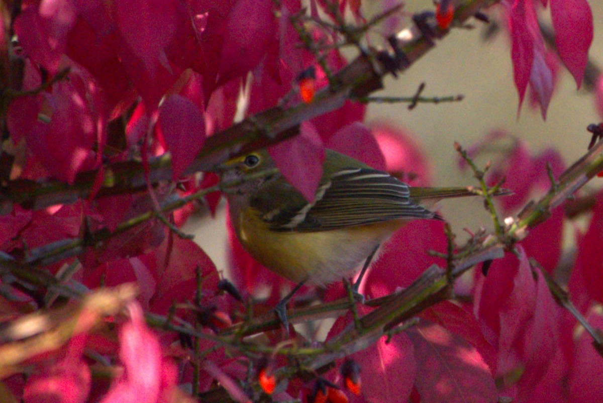 White-eyed Vireo - ML644287290