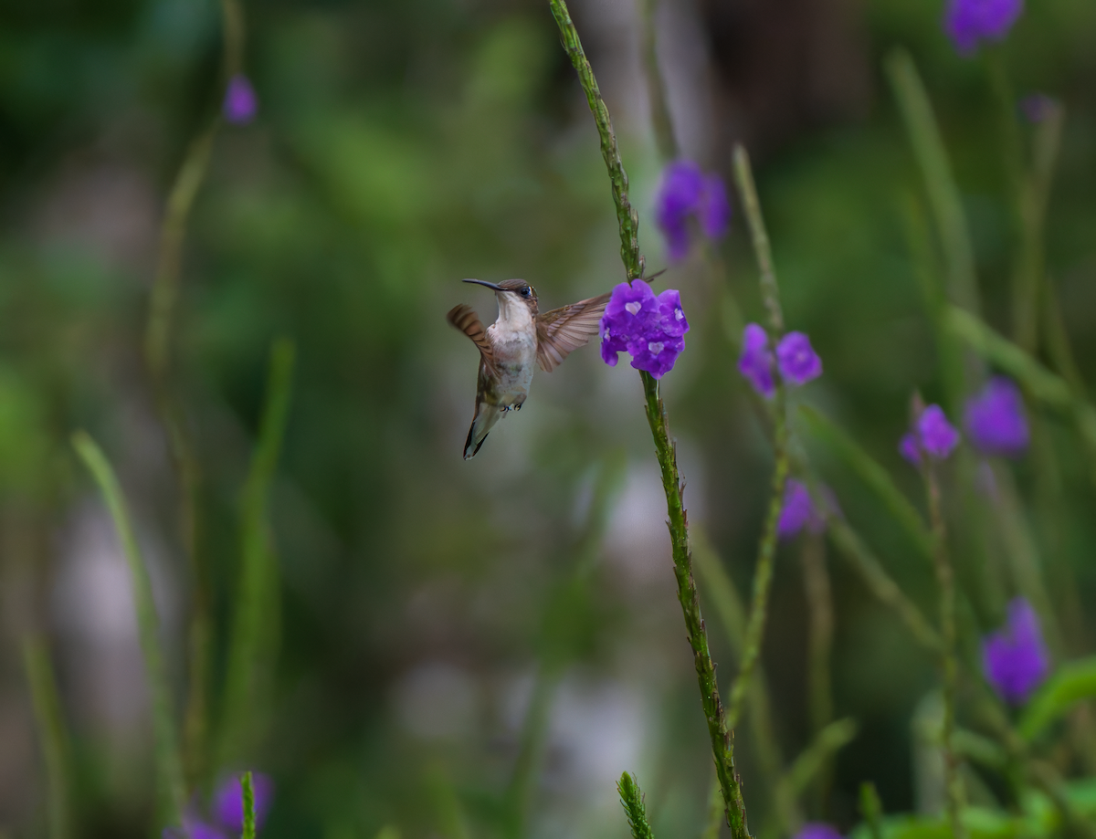 Ruby-throated Hummingbird - ML644287291