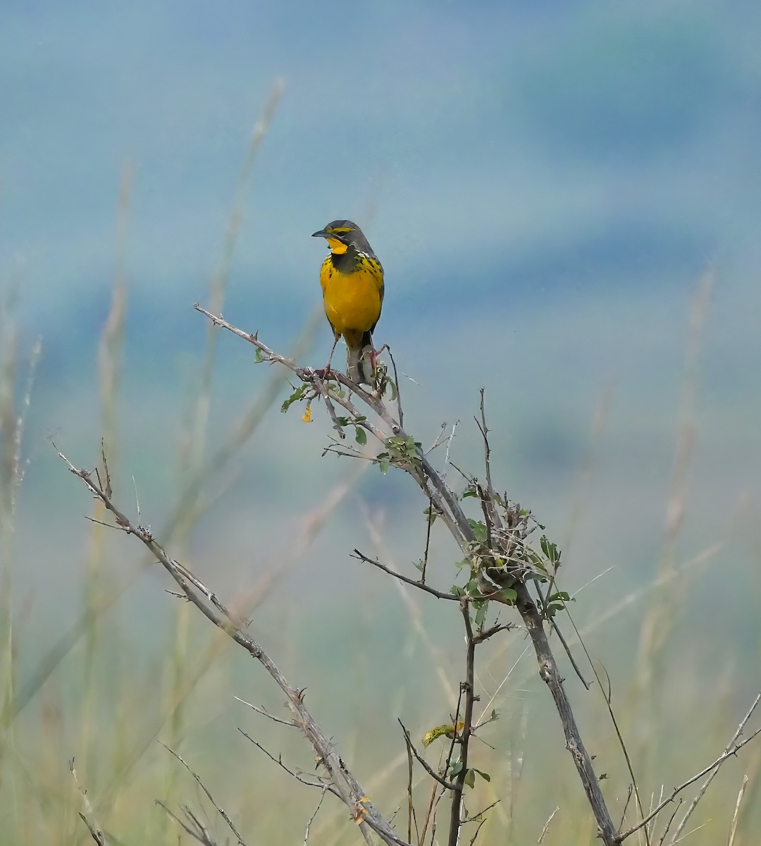 gulstrupepiplerke - ML644287307