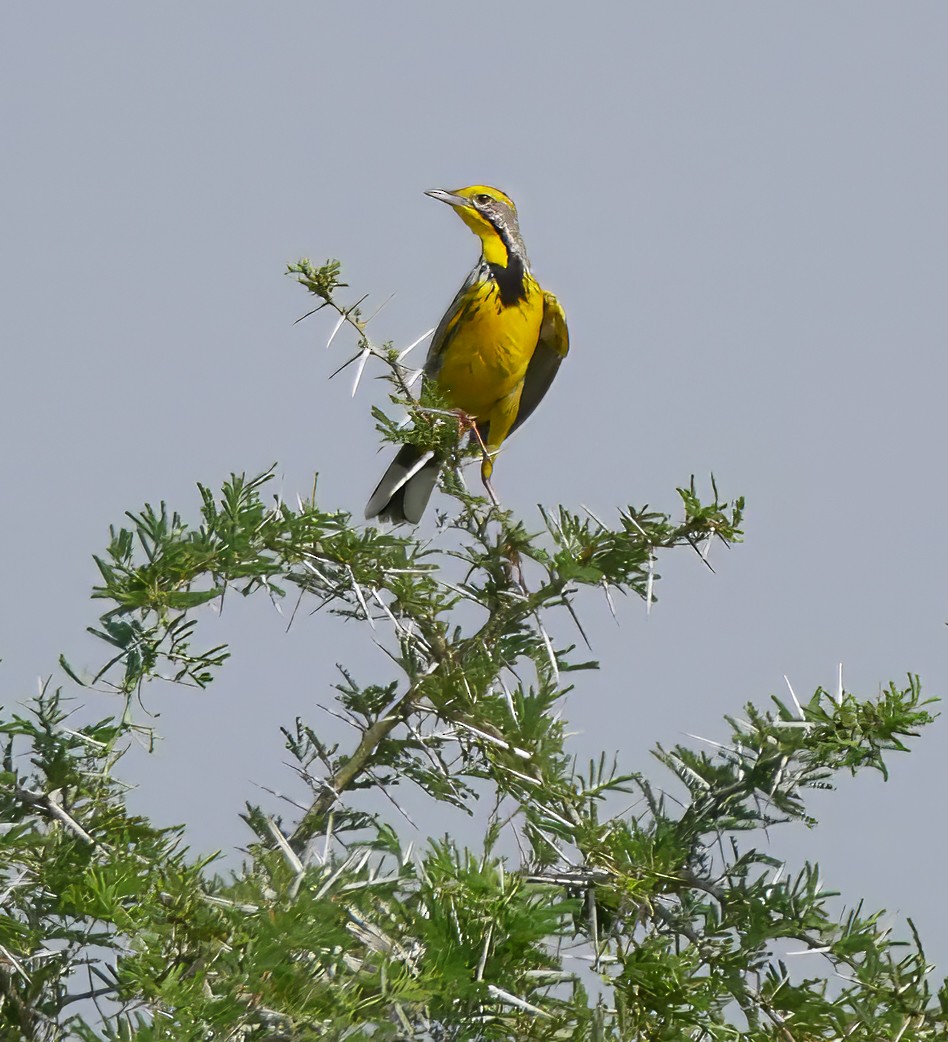 gulstrupepiplerke - ML644287308