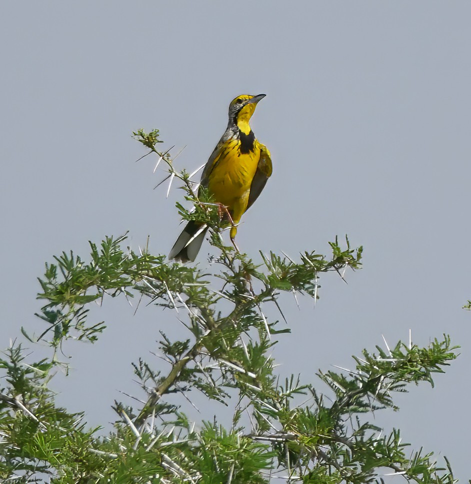 gulstrupepiplerke - ML644287309