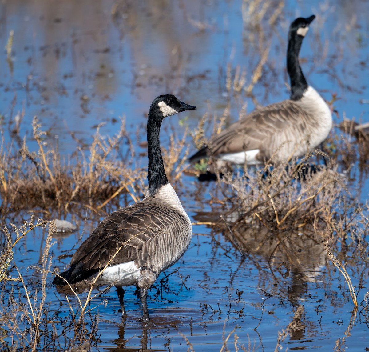 Oca canadese maggiore - ML644287319