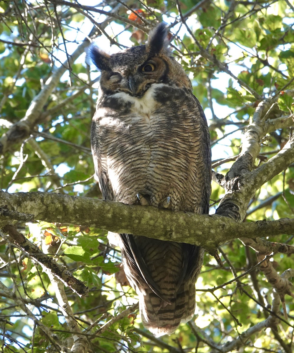 Great Horned Owl - ML644287325