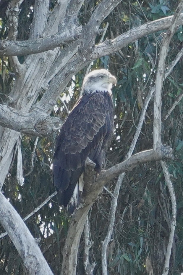 Bald Eagle - ML644287330