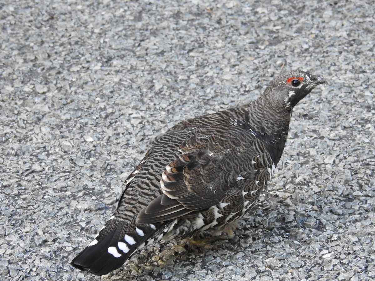 Spruce Grouse - ML644287340