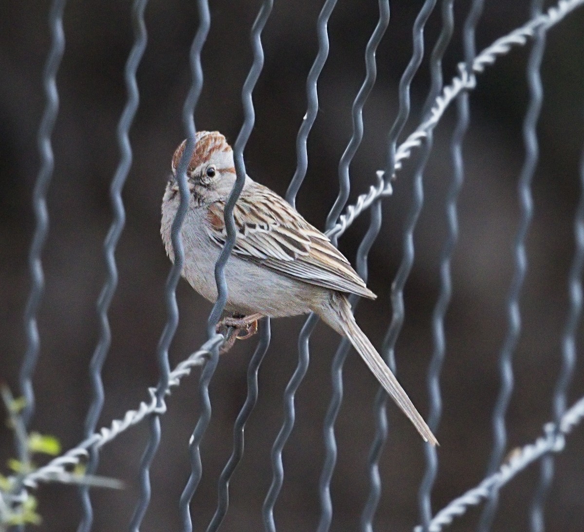 Rufous-winged Sparrow - ML644287341