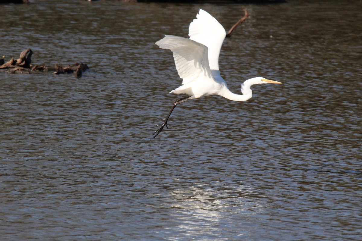 Great Egret - ML644287348