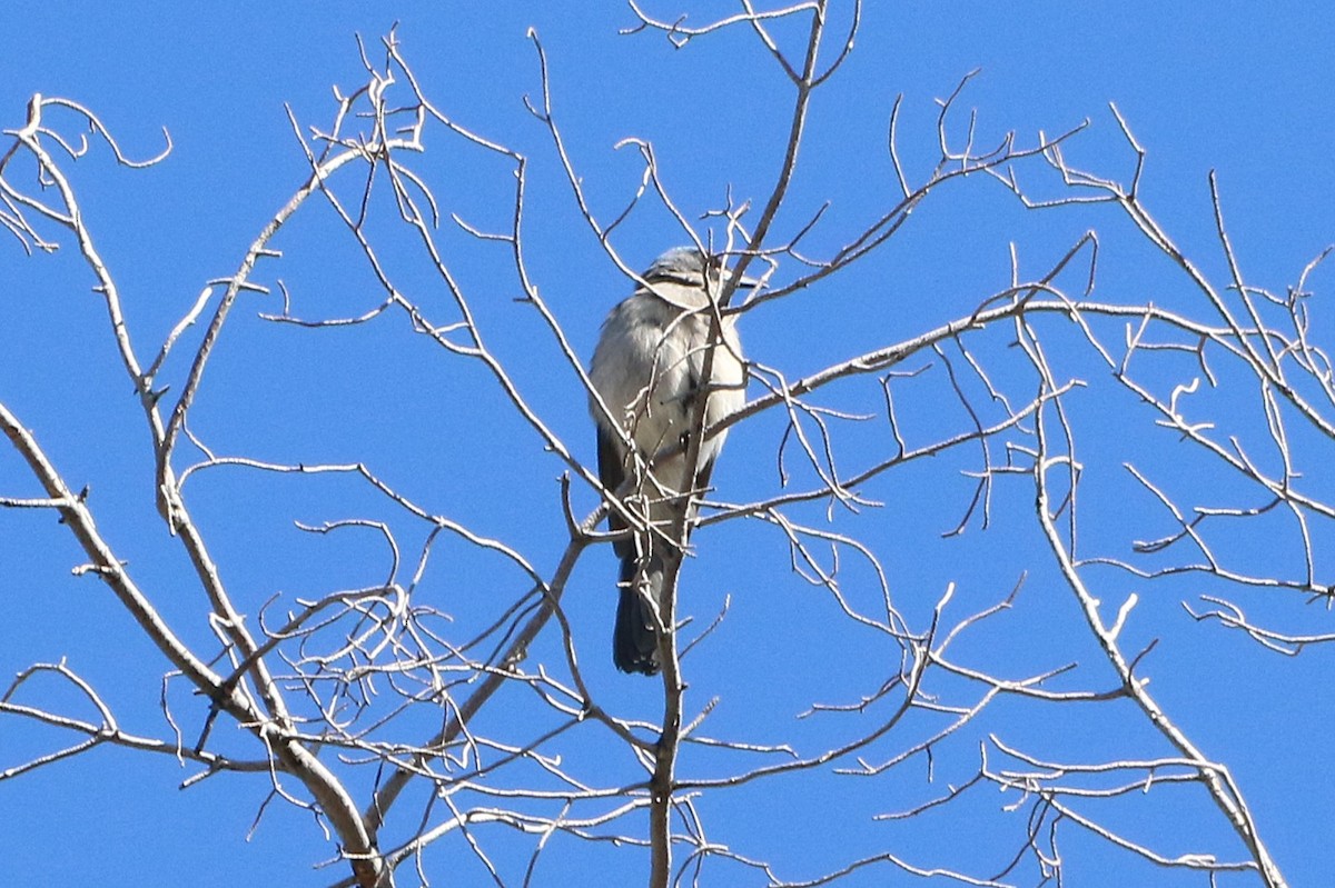 mexicoskrike - ML644287349