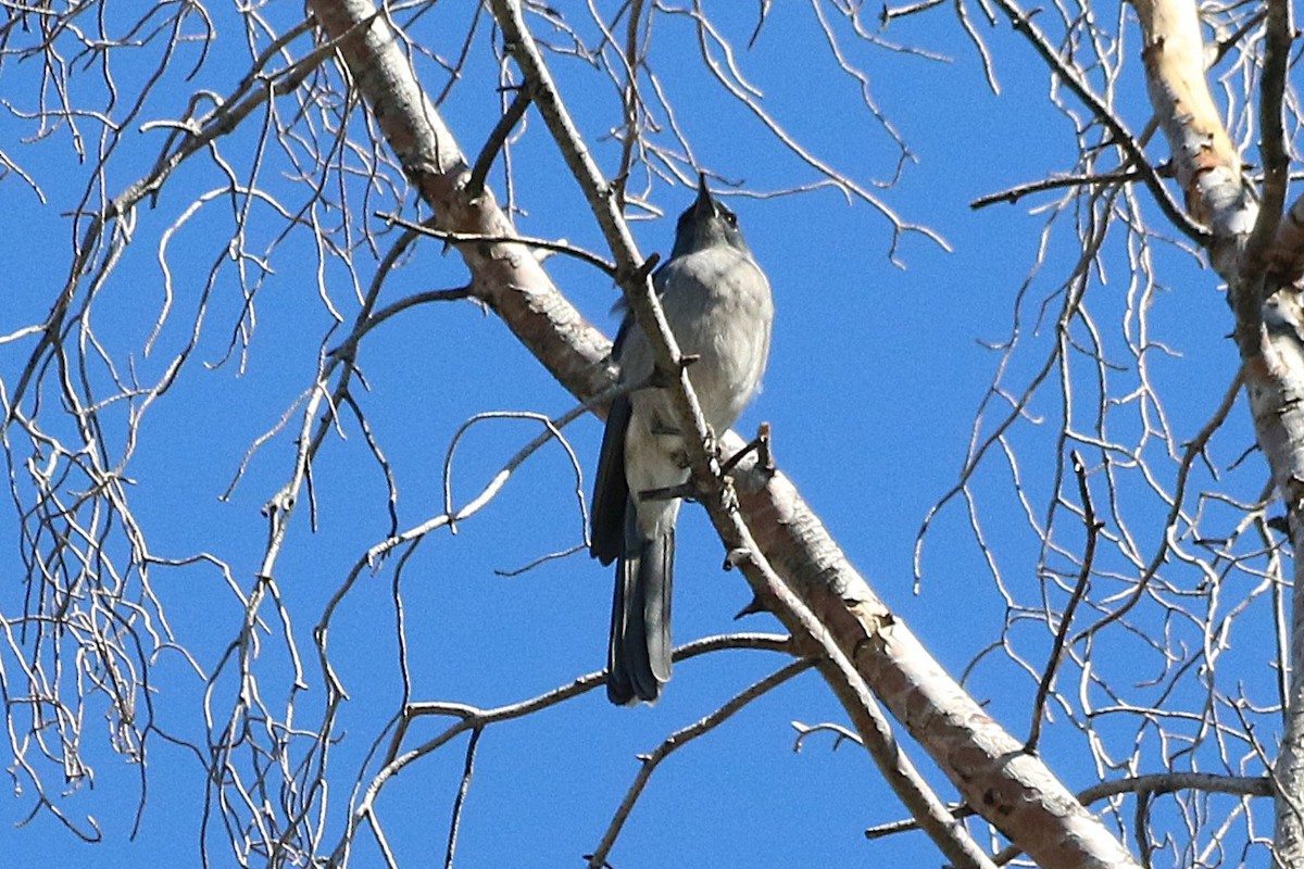 mexicoskrike - ML644287350