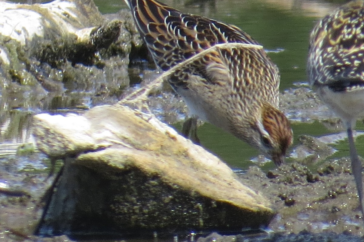Sharp-tailed Sandpiper - ML644287360