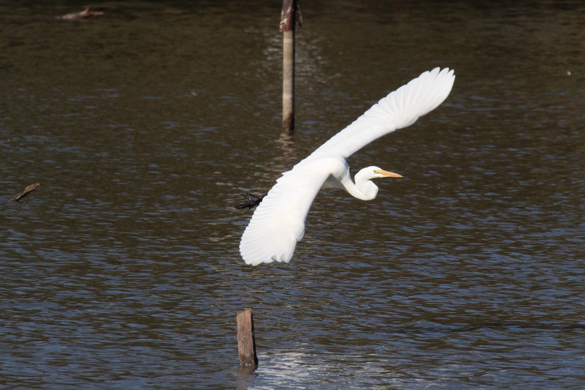 Great Egret - ML644287384