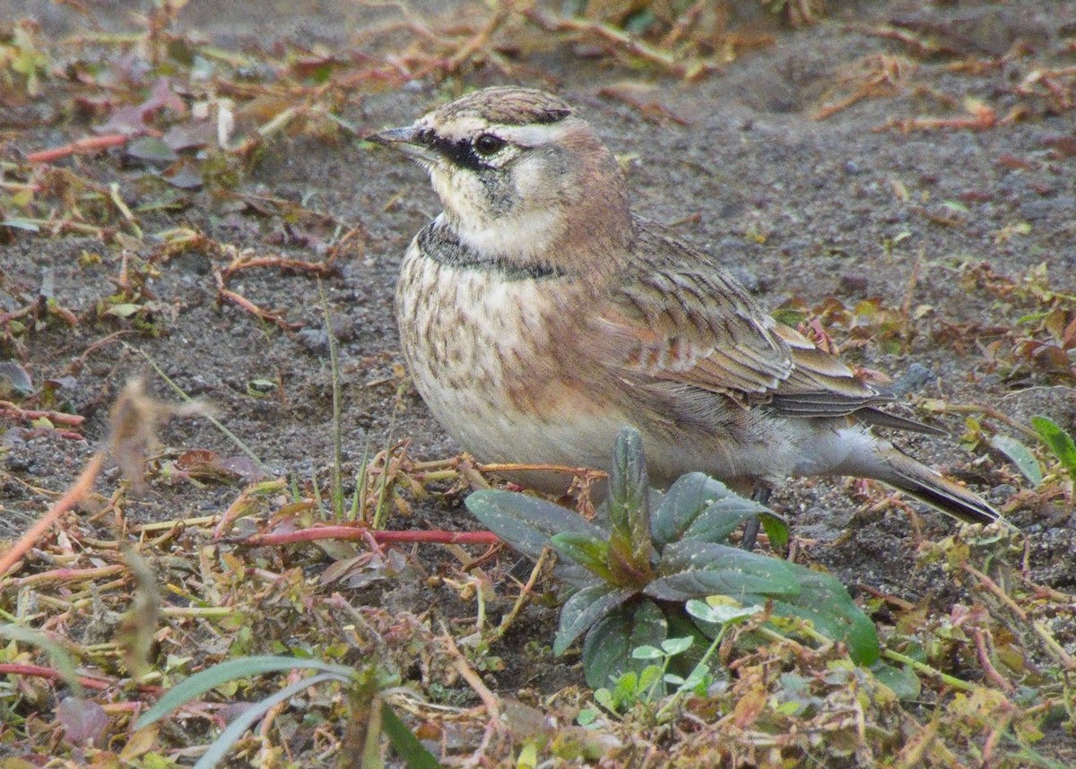 Alondra Cornuda - ML644287387