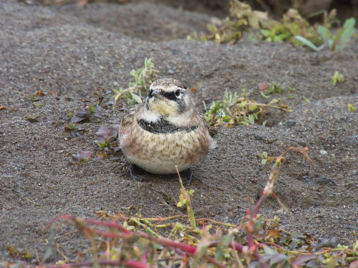 Alondra Cornuda - ML644287388
