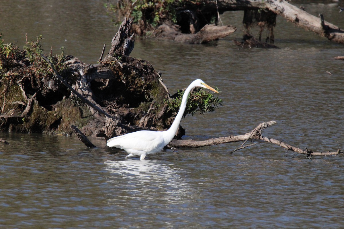 Great Egret - ML644287390
