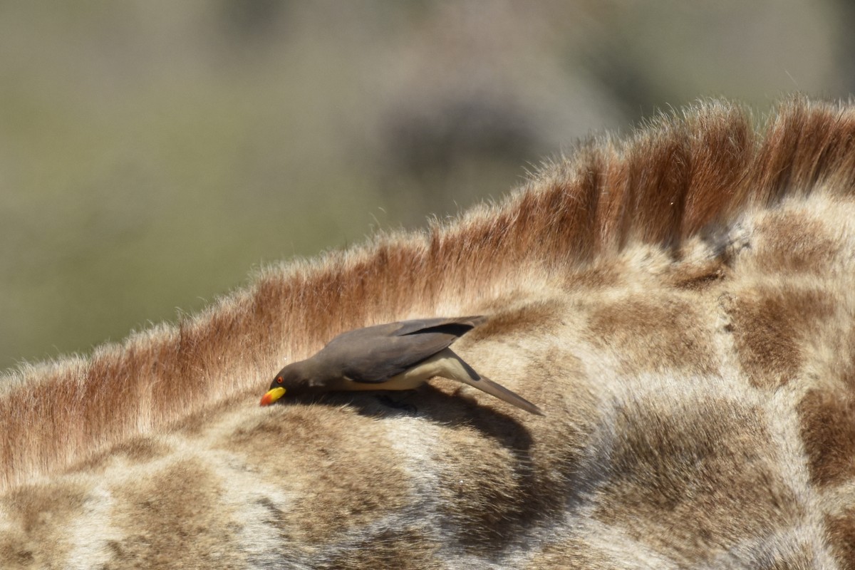 Yellow-billed Oxpecker - ML644287391