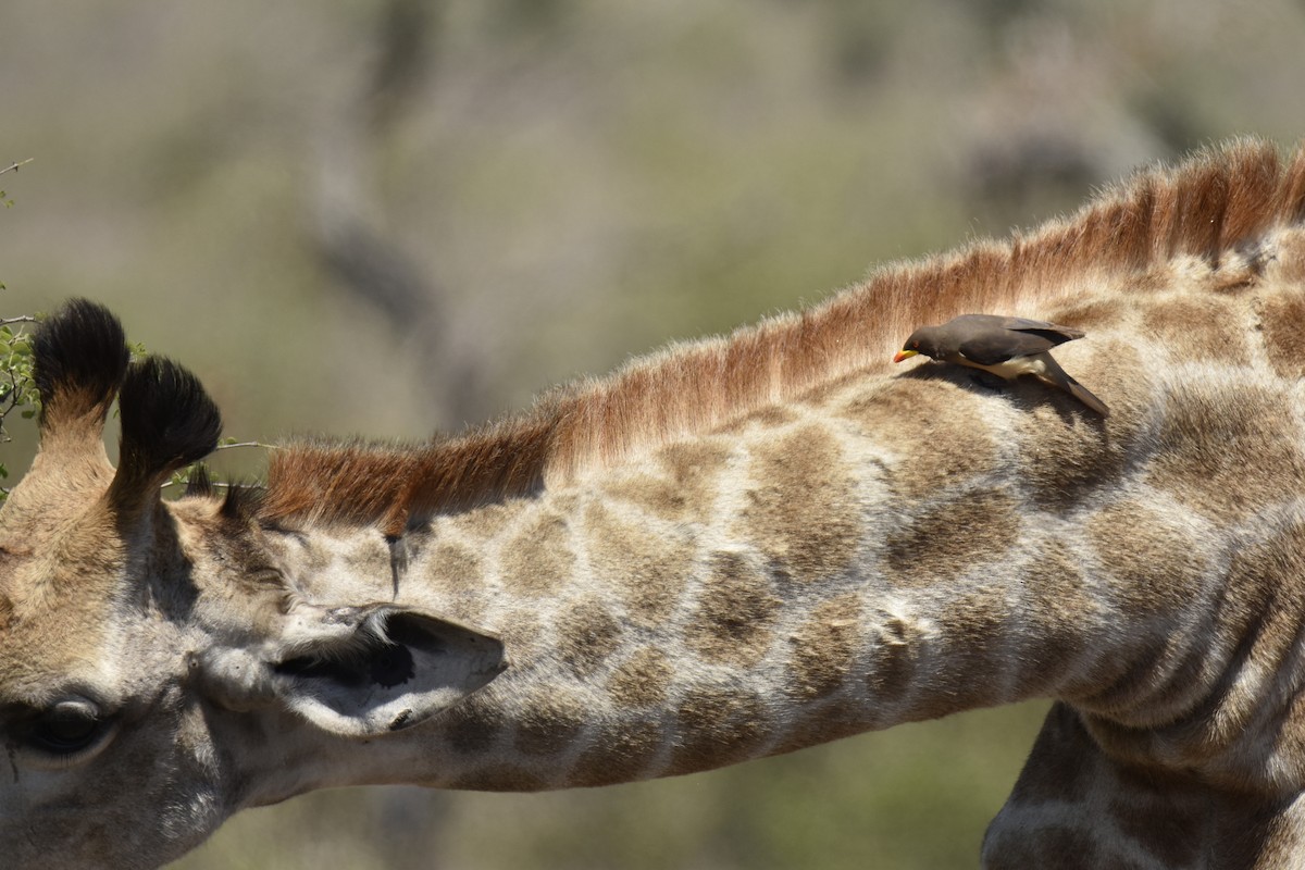 Yellow-billed Oxpecker - ML644287392