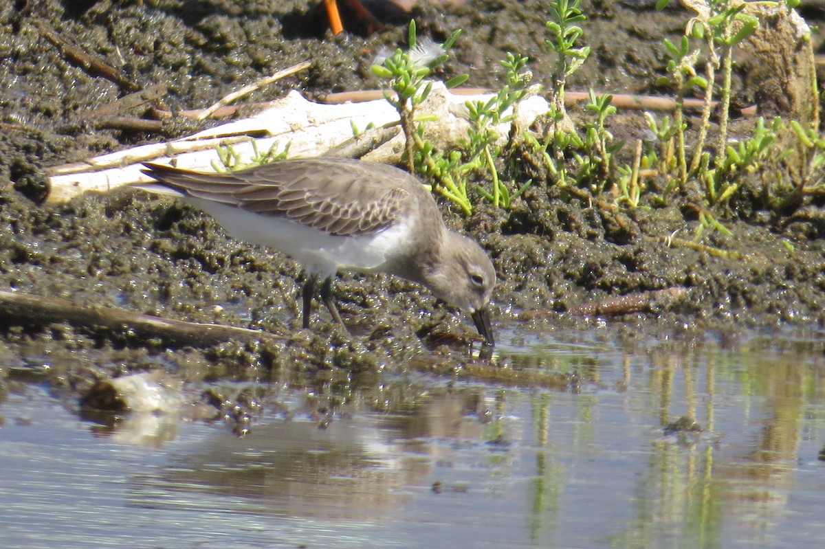 Dunlin - ML644287404
