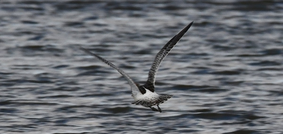 Хурган цууцал - ML644287423