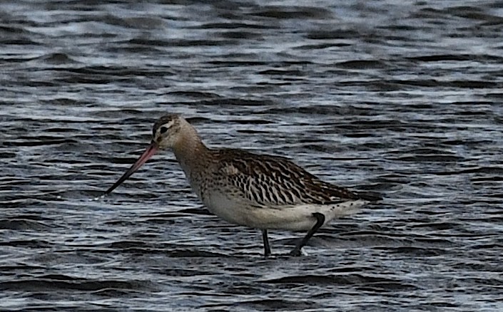 Хурган цууцал - ML644287424