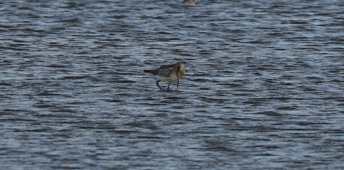 Хурган цууцал - ML644287425