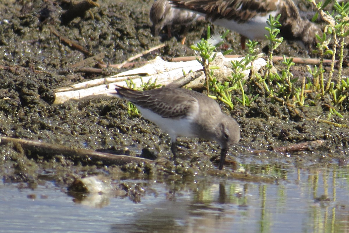 Dunlin - ML644287428