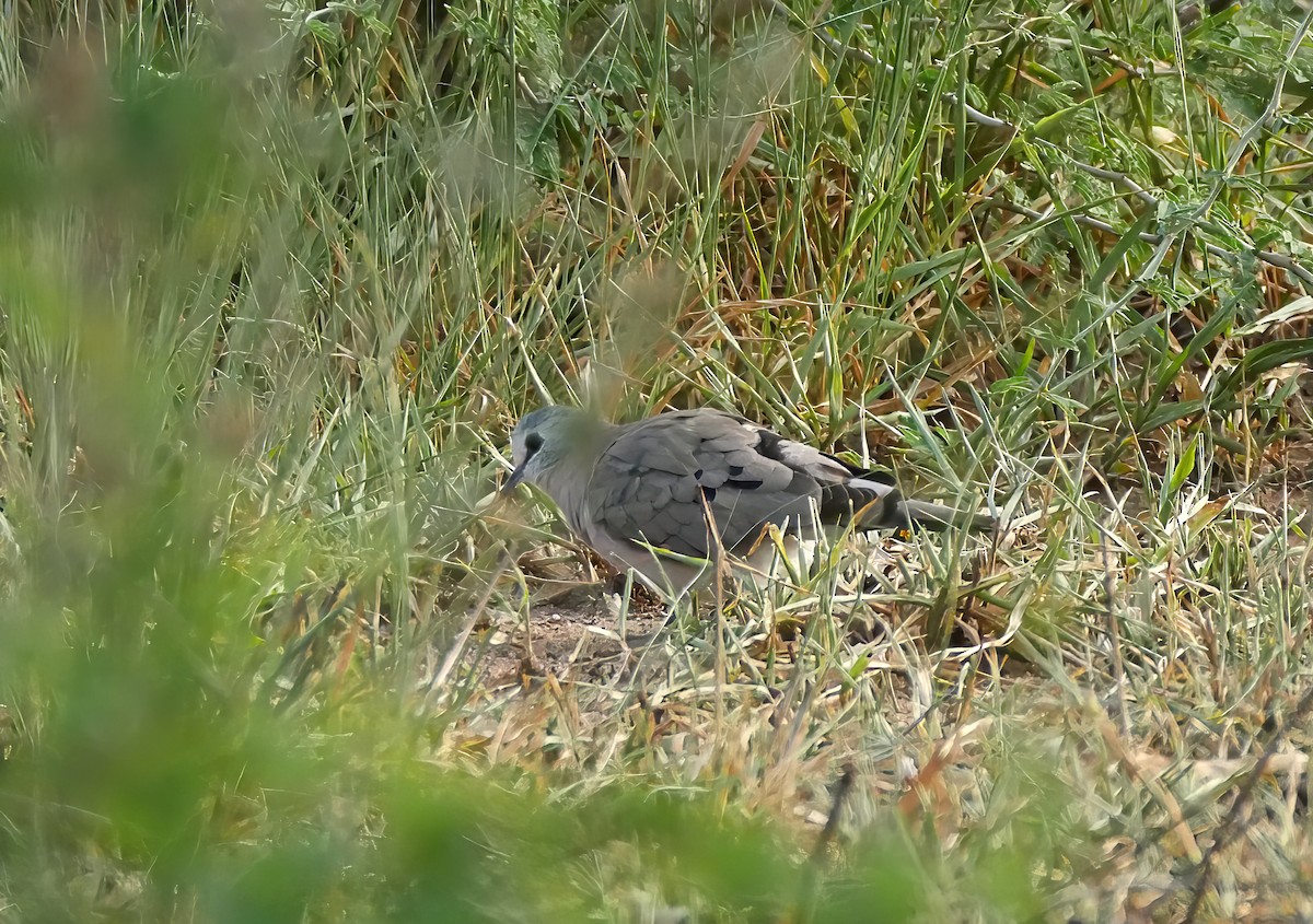 Palomita Saheliana - ML644287431