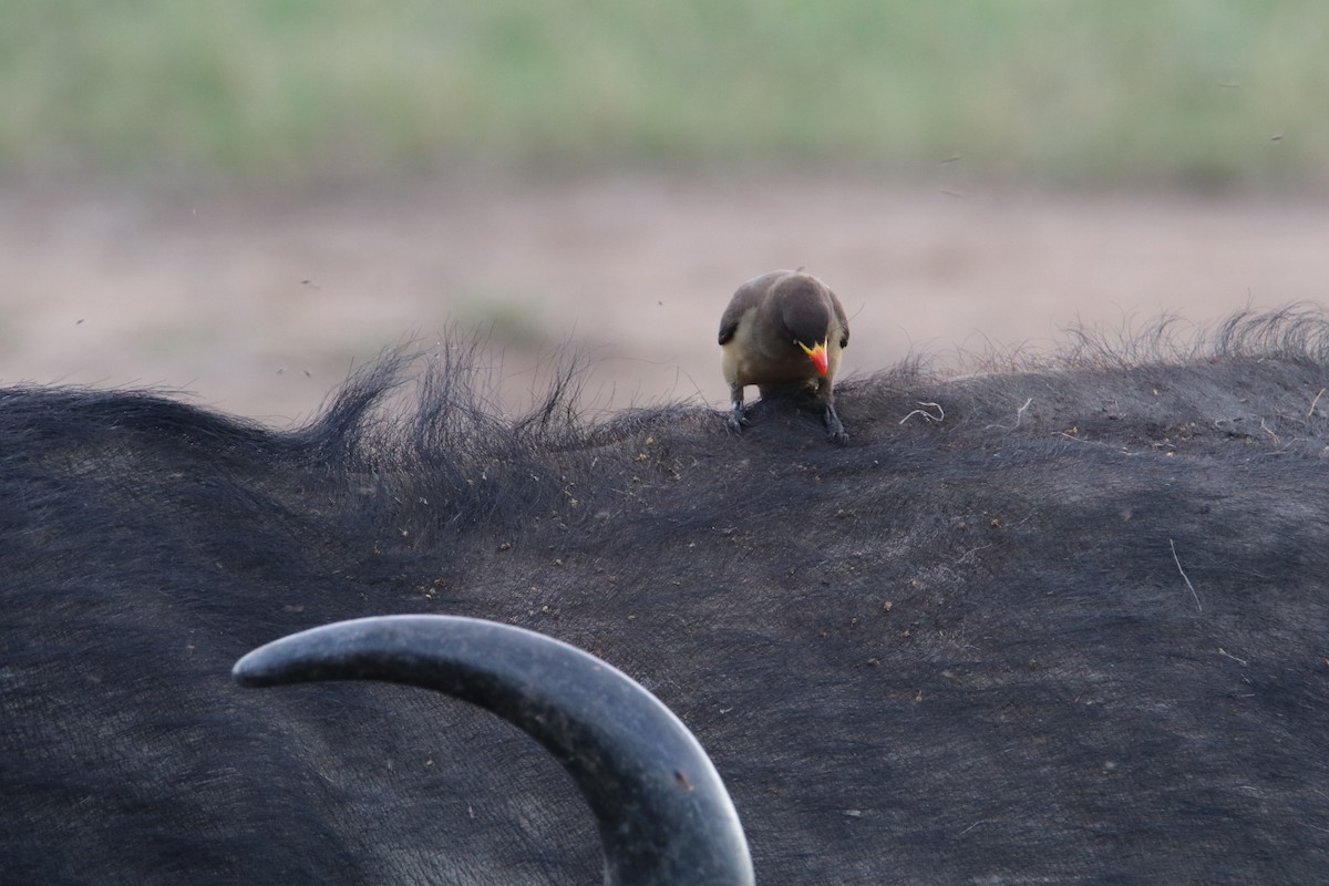 Red-billed Oxpecker - ML644287440