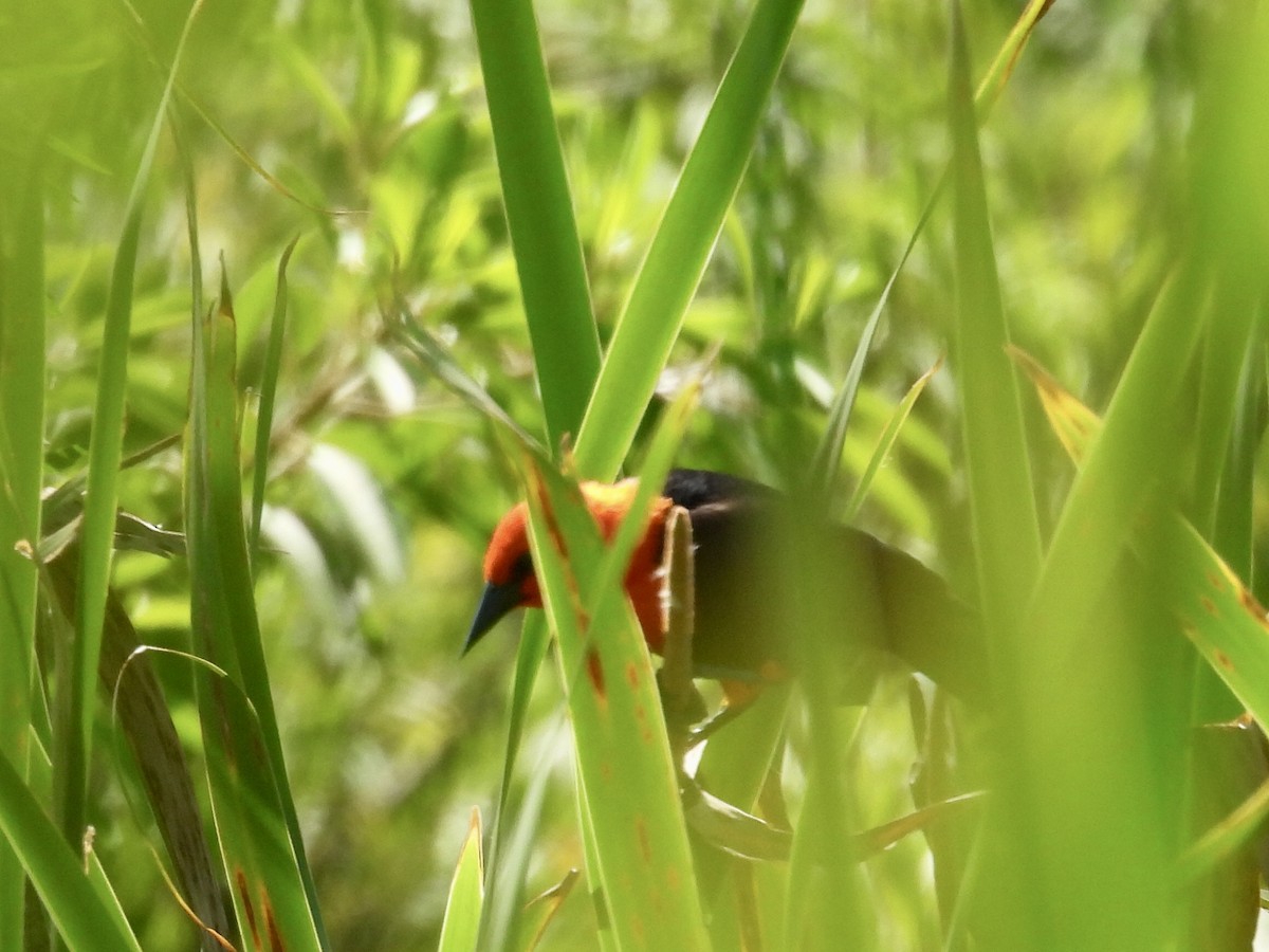 Трупіал червоноголовий - ML644287442
