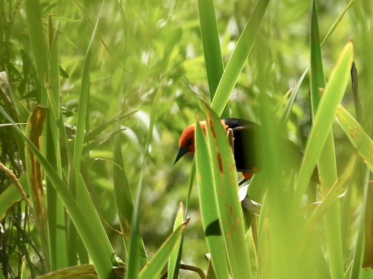 Трупіал червоноголовий - ML644287443