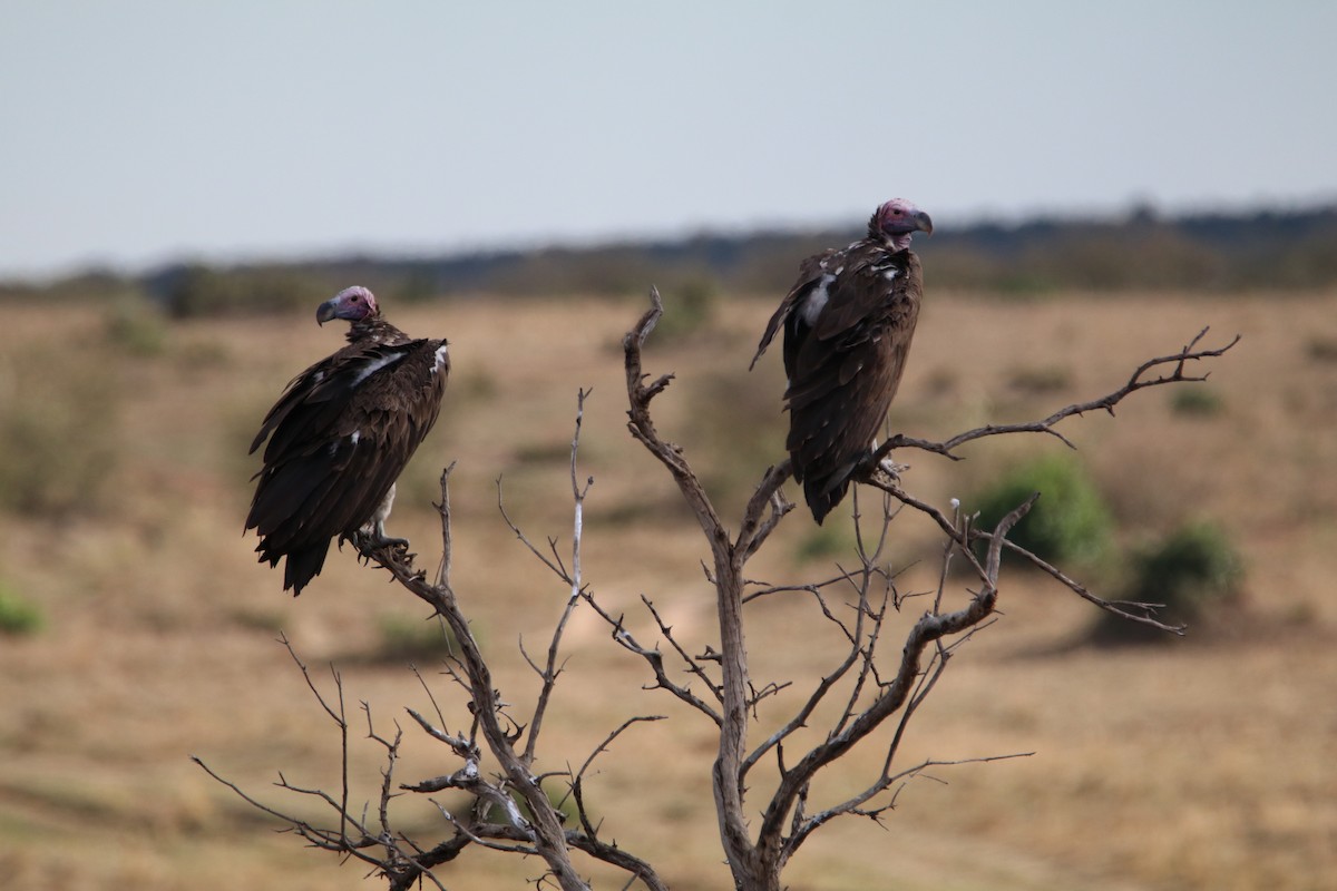 sup ušatý - ML644287451