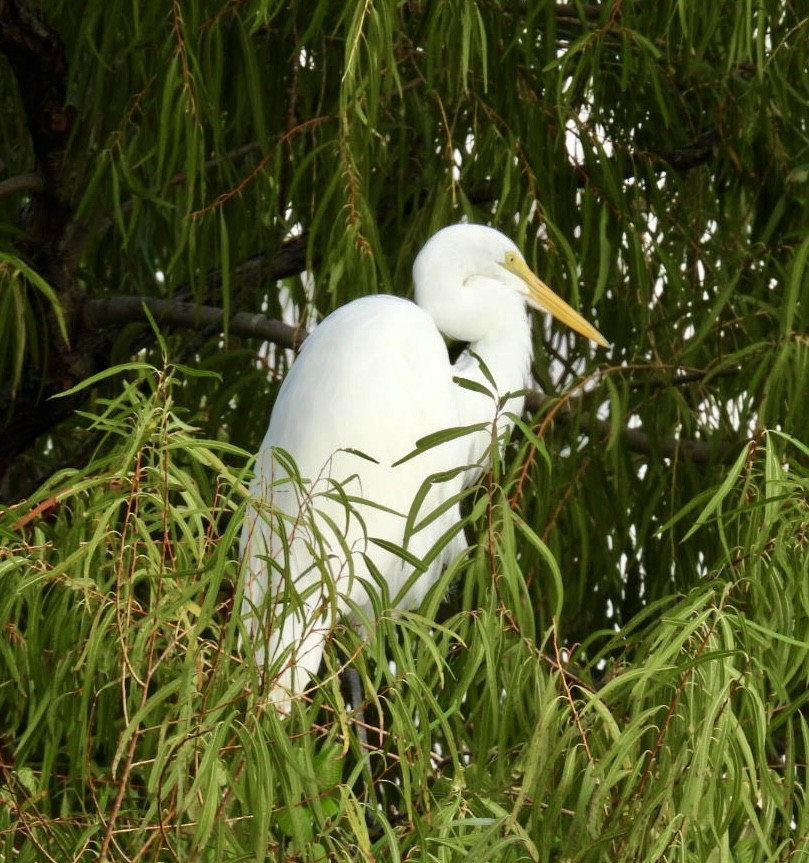 Great Egret - ML644287469