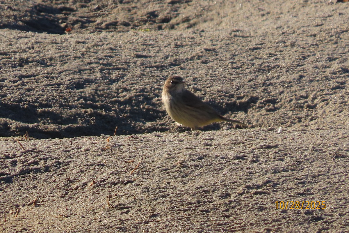 Palm Warbler - ML644287479